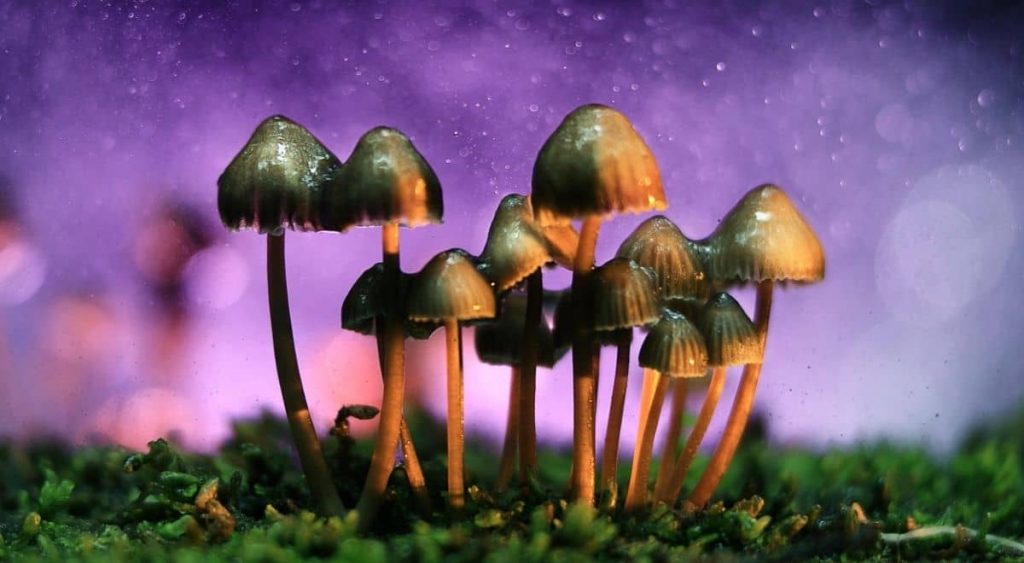 mushrooms growing in moss with purple background