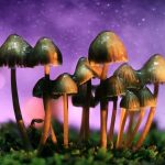 mushrooms growing in moss with purple background