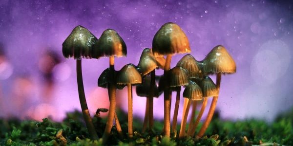 Psilocybin: Magic Mushrooms for Mental Health?