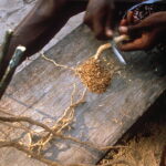 ibogaine ptsd