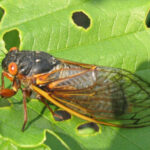 cicada sound sensitivity autism