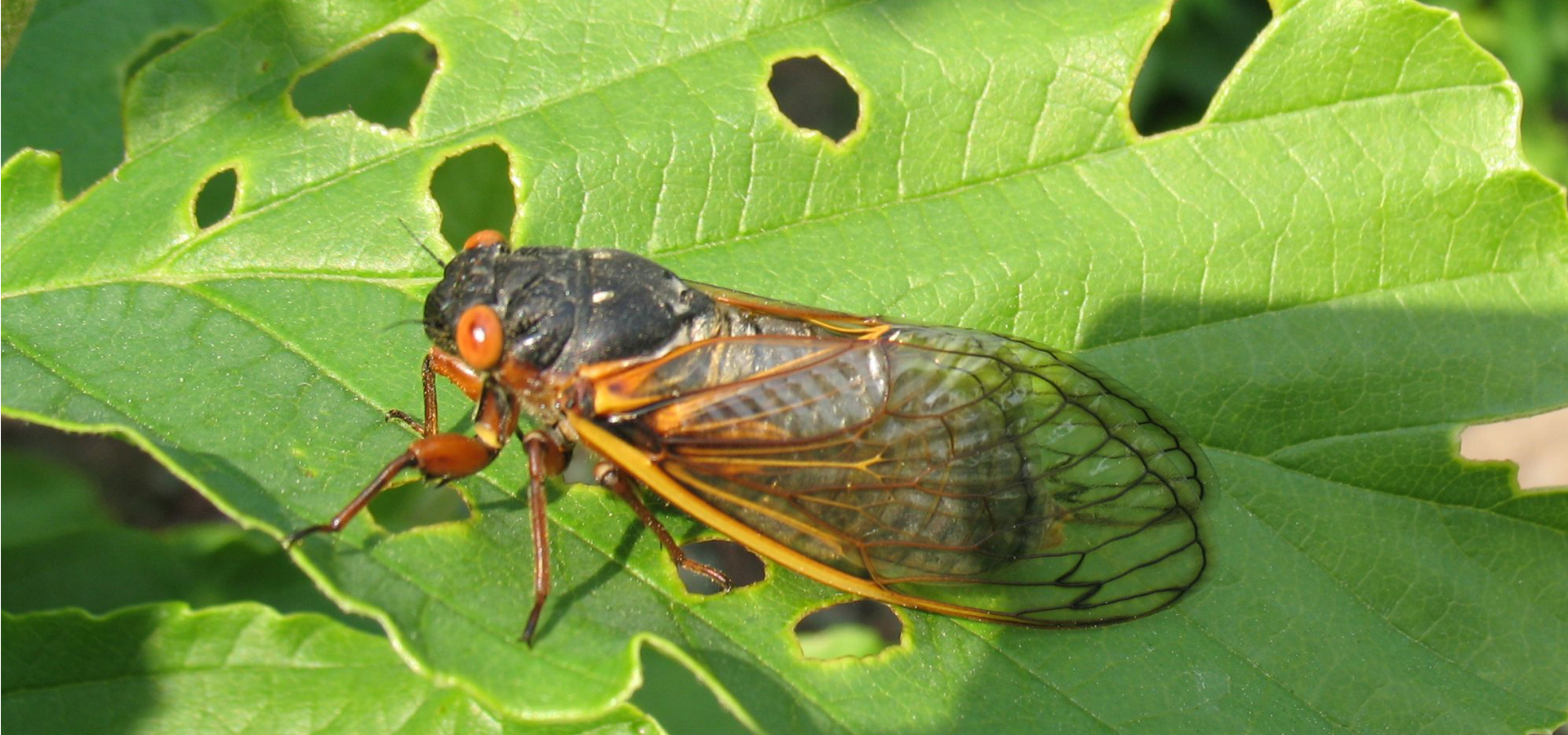 Sound Sensitivity, Autism, and the Coming Cicadas